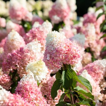 Hydrangea paniculata Living Strawberry Blossom