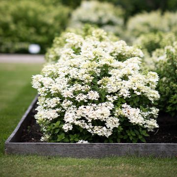 Hydrangea paniculata Living Touch of Pink