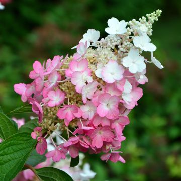 Hydrangea paniculata Pinky Winky Hydrangea paniculata Pinky Winky