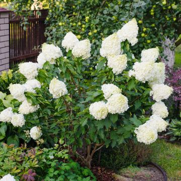 Hydrangea paniculata Polar Bear
