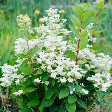 Hydrangea paniculata Wims Red