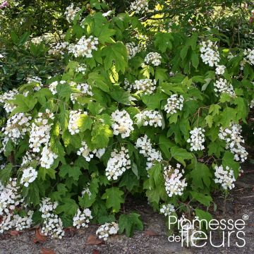 Hortensia à feuilles de chêne Alice - Hydrangea quercifolia 