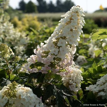 Hydrangea quercifolia Little Yeti®