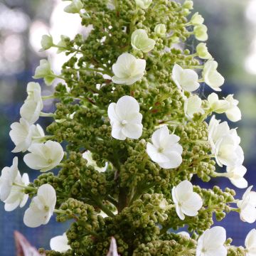 Hydrangea quercifolia Munchkin