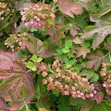 Hydrangea quercifolia Ruby Slippers