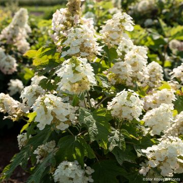 Hydrangea quercifolia Yeti