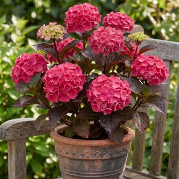Hydrangea serrata Choco Strawberry
