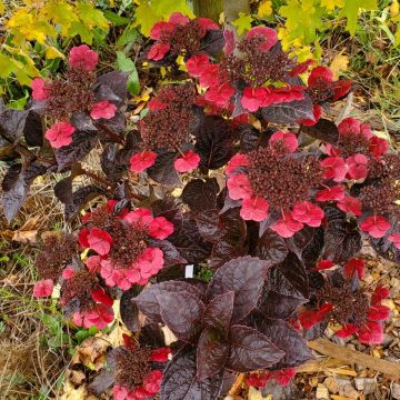 Hydrangea serrata 'Darmien' Choco Cherry