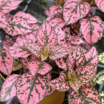 Hypoestes phyllostachya Hippo Pink - Polka Dot Plant
