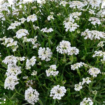 Iberis sempervirens First Flush™ Grace