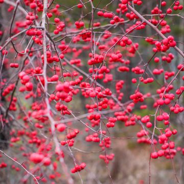 Ilex verticillata Ilex verticillata