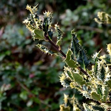 Ilex aquifolium Ferox Argentea - Common Holly Ilex aquifolium Ferox Argentea - Common Holly