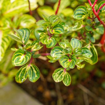 Iresine herbstii  - Bloodleaf plant
