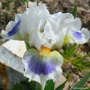 Iris germanica Alas - Dwarf bearded Iris