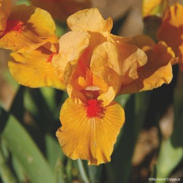 Iris germanica Allumez le Feu - Dwarf bearded Iris