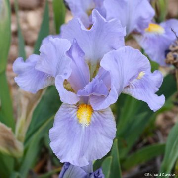 Iris germanica Amateur - Dwarf bearded Iris