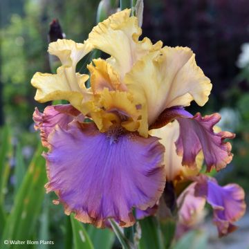 Iris germanica Au Sommet - Tall bearded iris Iris germanica Au Sommet - Tall bearded iris