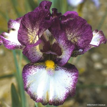 Iris germanica Baie Rose - Bearded Iris