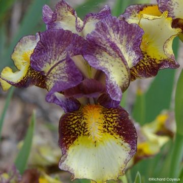 Iris germanica Banded Tiger - Dwarf bearded Iris