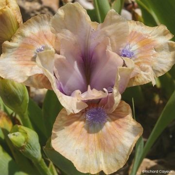 Iris germanica Be My Angel - Dwarf bearded Iris