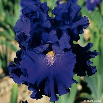 Iris germanica Blue Suede Shoes - Tall Bearded Iris