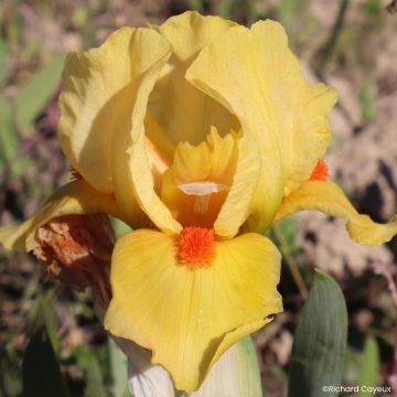 Iris germanica Circus Dragon - Dwarf bearded Iris