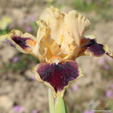 Iris germanica Dazzle Me - Dwarf bearded Iris