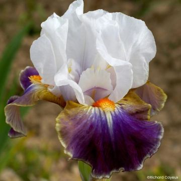Iris germanica Dazzling - Bearded Iris