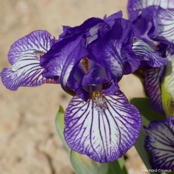 Iris germanica Dinky Circus - Dwarf Bearded Iris