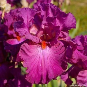 Iris germanica Ever After - Tall Bearded Iris