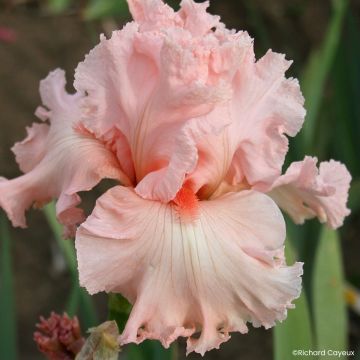 Iris germanica Happenstance - Tall Bearded Iris