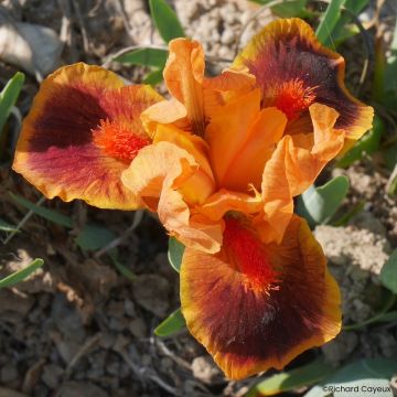 Iris  Icon - Dwarf bearded Iris