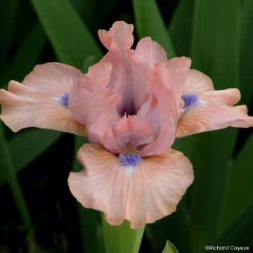 Iris germanica It’s Amazing - Dwarf bearded Iris