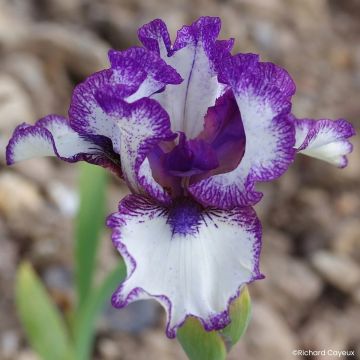 Iris germanica Point à la Ligne - Bearded Iris