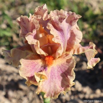 Iris germanica Synergy - Bearded Iris