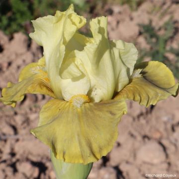 Iris germanica Verdissant - Bearded Iris