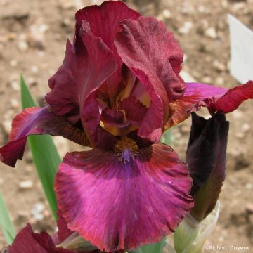 Iris germanica Wrangler - Bearded Iris