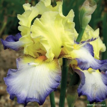 Iris germanica Échassier - Tall Bearded Iris