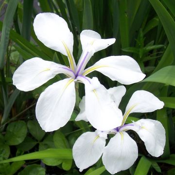 Iris laevigata Snowdrift - Water Iris
