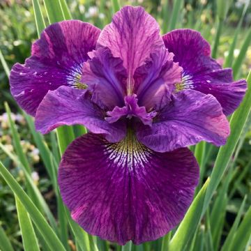 Iris sibirica Spindazzle - Siberian iris