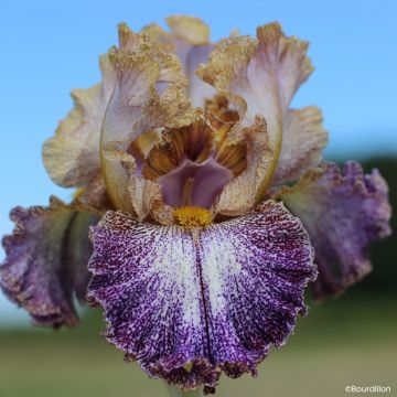 Iris germanica Dipped in Dots - Tall Bearded Iris