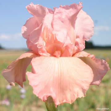 Iris germanica Magical Encounter - Tall Bearded Iris