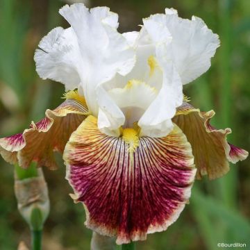 Iris germanica Scatterbrain - Tall Bearded Iris