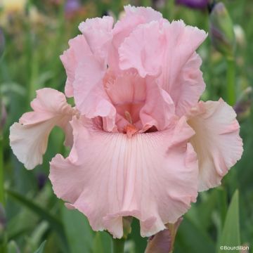 Iris germanica Star Appeal - Tall Bearded Iris