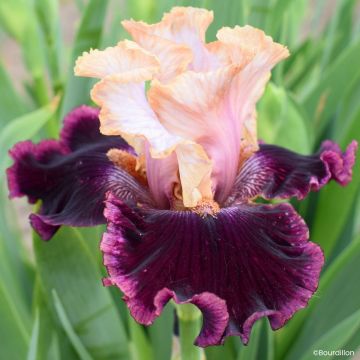 Iris germanica Vanilla Berry - Tall Bearded Iris