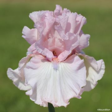 Iris germanica Vanity Girl - Tall Bearded Iris