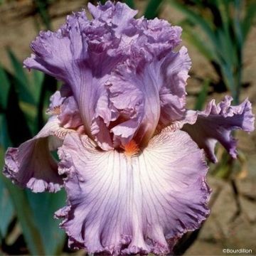 Iris germanica Vienna Waltz - Tall Bearded Iris