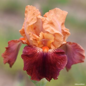 Iris germanica Apricot Toping - Bearded Iris
