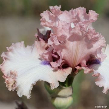 Iris germanica Don't Stop Believing - Tall Bearded Iris