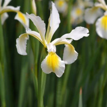 Iris orientalis - Turkish Iris